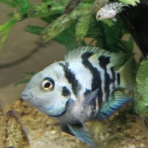 Polar Blue Parrot Fish