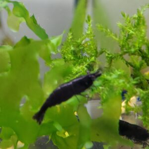 Black Rose Shrimp Picture